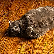 Francesca joined the competition — help win amazing prizes! animal, back, cat, cute, ears, eyes, furry, gray_cat, hardwood, home, indoor, lying_down, paws, pet, playful, portrait, relaxed, warm_lighting, whiskers, wooden_floor