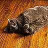 animal, back, cat, cute, ears, eyes, furry, gray_cat, hardwood, home, indoor, lying_down, paws, pet, playful, portrait, relaxed, warm_lighting, whiskers, wooden_floor