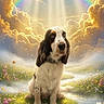canine, clouds, colorful, dog, flowers, grass, landscape, meadow, nature, outdoor, peaceful, rainbow, scenic, serene, sky, spring, stream, sunlight, sunrays, wildflowers