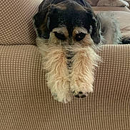 Gertrude is registered to the contest to win money with this photo: dog, couch, furniture, pet, animal, indoor, relaxed, fluffy, paw, brown, beige, fur, laying, resting, companion, home, cozy, two_dogs, texture, looking