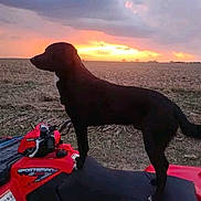 Dozer joined the competition — help win amazing prizes! dog, black_dog, atv, sunset, field, outdoor, animal, vehicle, sky, clouds, landscape, silhouette, pet, nature, adventure, farm, grass, evening, transportation, canine