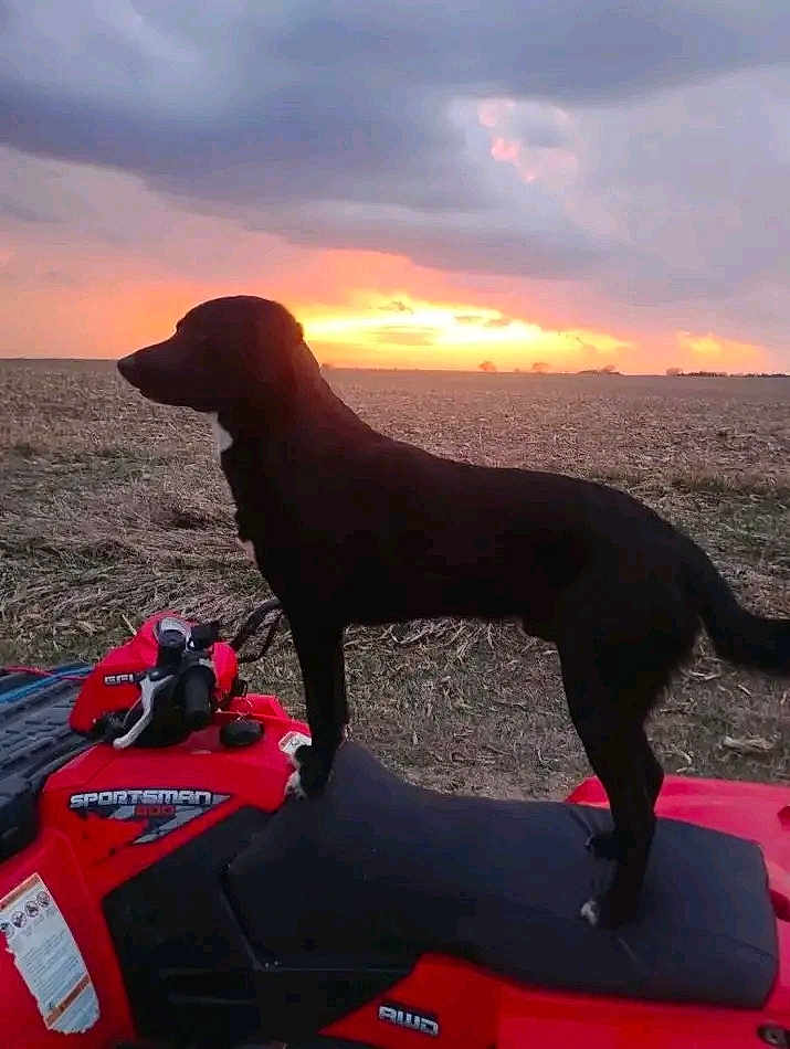 Dozer joined the competition — help win amazing prizes! dog, black_dog, atv, sunset, field, outdoor, animal, vehicle, sky, clouds, landscape, silhouette, pet, nature, adventure, farm, grass, evening, transportation, canine
