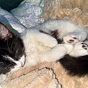 Khloé joined the competition — help win amazing prizes! kitten, cat, sleeping, black_and_white, paws, fur, whiskers, blanket, cozy, nap, indoor, pet, cute, bedding, close_up, portrait, feline, resting, soft_texture, domestic_animal