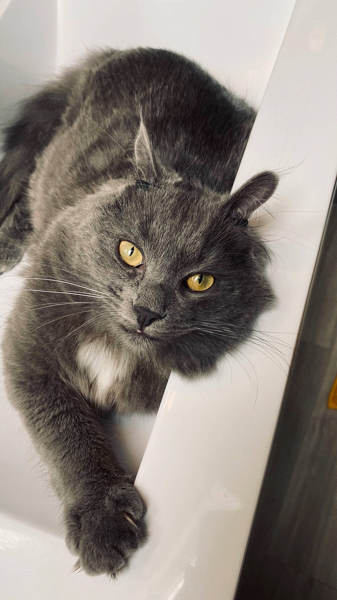 Reese participe au concours pour gagner de l'argent avec cette photo : black_cat, carnivore, cat, claw, domestic_short_haired_cat, felidae, fur, grey, mammal, monochrome, monochrome_photography, paw, small_to_medium_sized_cats, snout, tail, terrestrial_animal, vertebrate, whiskers, window