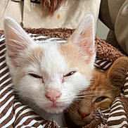 Wuigi joined the competition — help win amazing prizes! animal, blanket, brown, cat, closeup, cozy, cute, face, fur, indoors, kitten, pet, resting, sleepy, snuggling, soft, striped, warm, white, young