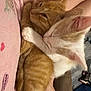 Wuigi joined the competition — help win amazing prizes! animal, cats, close_up, companion, cozy, cute, domestic, fur, hug, indoor, kitten, love, orange_tabby, person, pet, pink_shirt, resting, sleeping, snuggling, white_cat