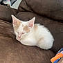 adorable, animal, brown_couch, cat, couch, cozy, cute, domestic_animal, ears, feline, fur, indoor, kitten, nap, pet, resting, sleeping, small, whiskers, young