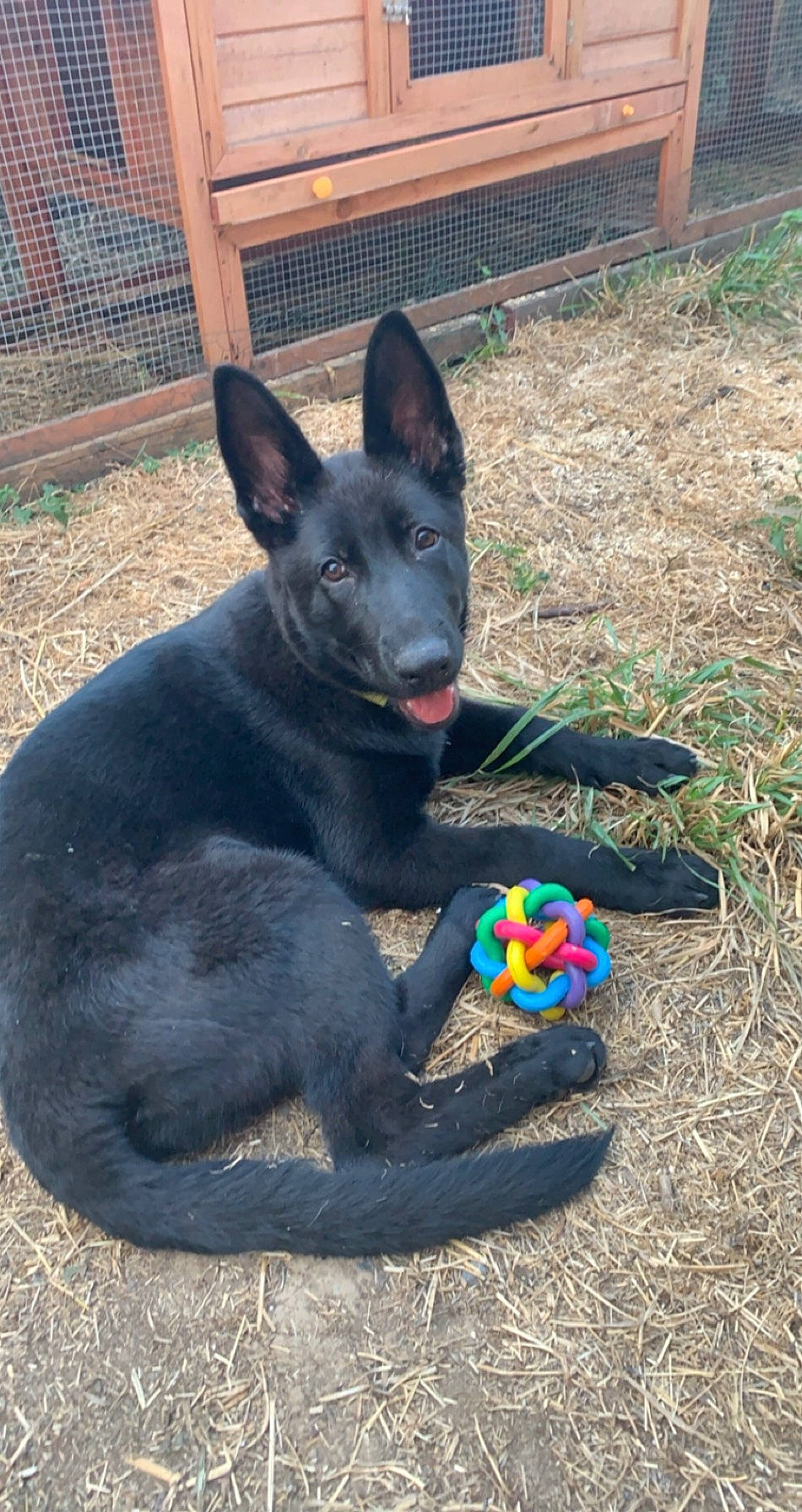 Gallina a rejoint le concours — aidez-le/la à gagner de superbes lots ! australian_kelpie, canidae, carnivore, dog, dog_breed, formosan_mountain_dog, german_shepherd_dog, mammal, vertebrate