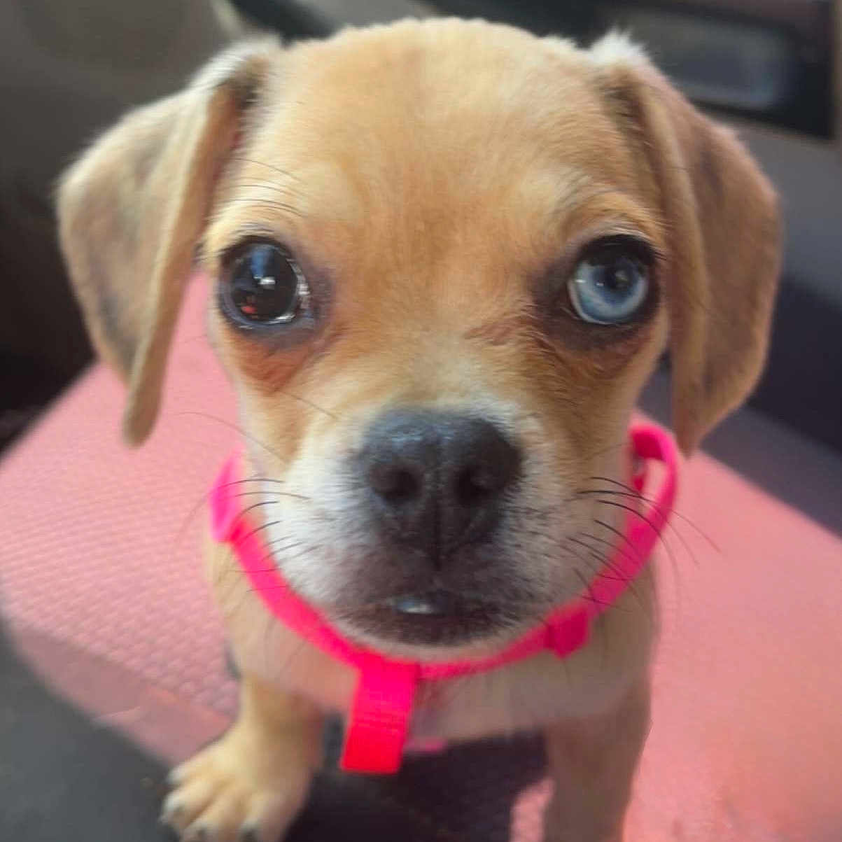 Lola is registered to the contest to win money with this photo: puppy, dog, heterochromia, blue_eye, brown_eye, pink_collar, pet, closeup, car_seat, cute, animal, young_dog, face, fur, ears, whiskers, indoor, vehicle_interior, small_dog, looking_up