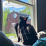 black_cat, cat, indoor, window, sunlight, bed, blanket, pillow, blue_sky, clouds, shed, greenery, fence, daylight, pet, animal, curiosity, relaxation, home, shadow