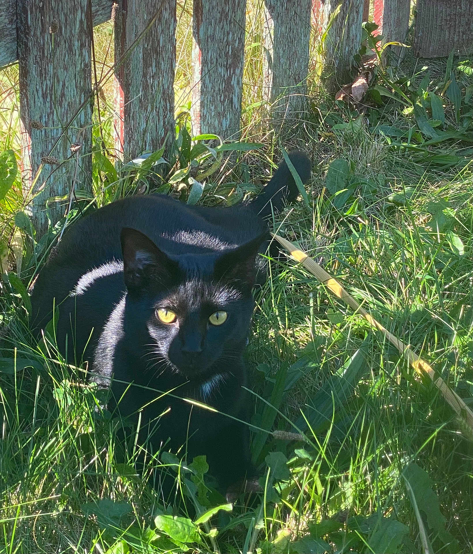 Kona joined the competition — help win amazing prizes! black_cat, cat, grass, outdoor, sunlight, yellow_eyes, animal, pet, nature, wooden_fence, greenery, shadows, daylight, mammal, whiskers, tail, plant, leaf, resting, feline