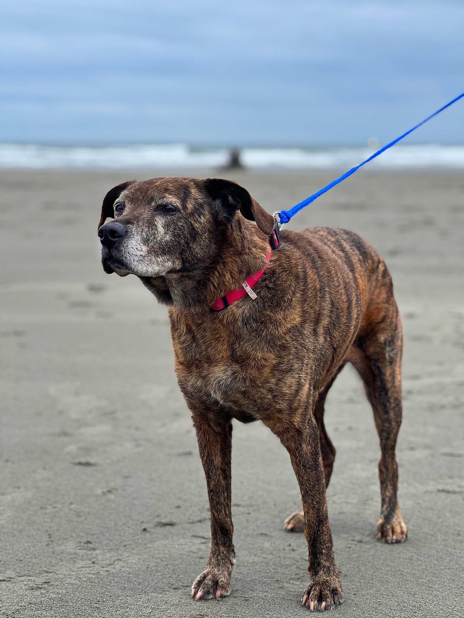 Reecy is registered to the contest to win money with this photo: canidae, carnivore, collar, companion_dog, dog, dog_breed, dog_collar, dog_supply, fashion_accessory, fawn, leash, non_sporting_group, pet_supply, sky, sporting_group, tail, terrestrial_animal, treeing_tennessee_brindle, working_animal, working_dog