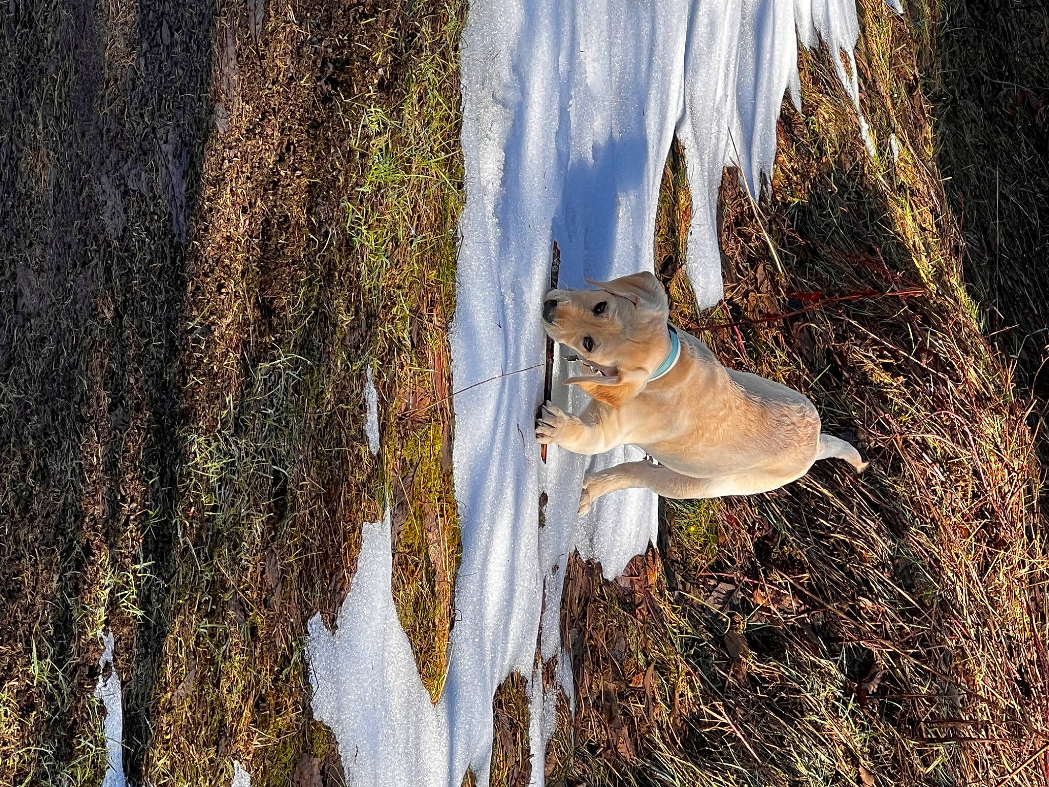 Luna joined the competition — help win amazing prizes! branch, carnivore, fawn, forest, freezing, grass, landscape, plant, rodent, sky, snout, sunlight, tail, tree, trunk, twig, water, wildlife, winter, wood