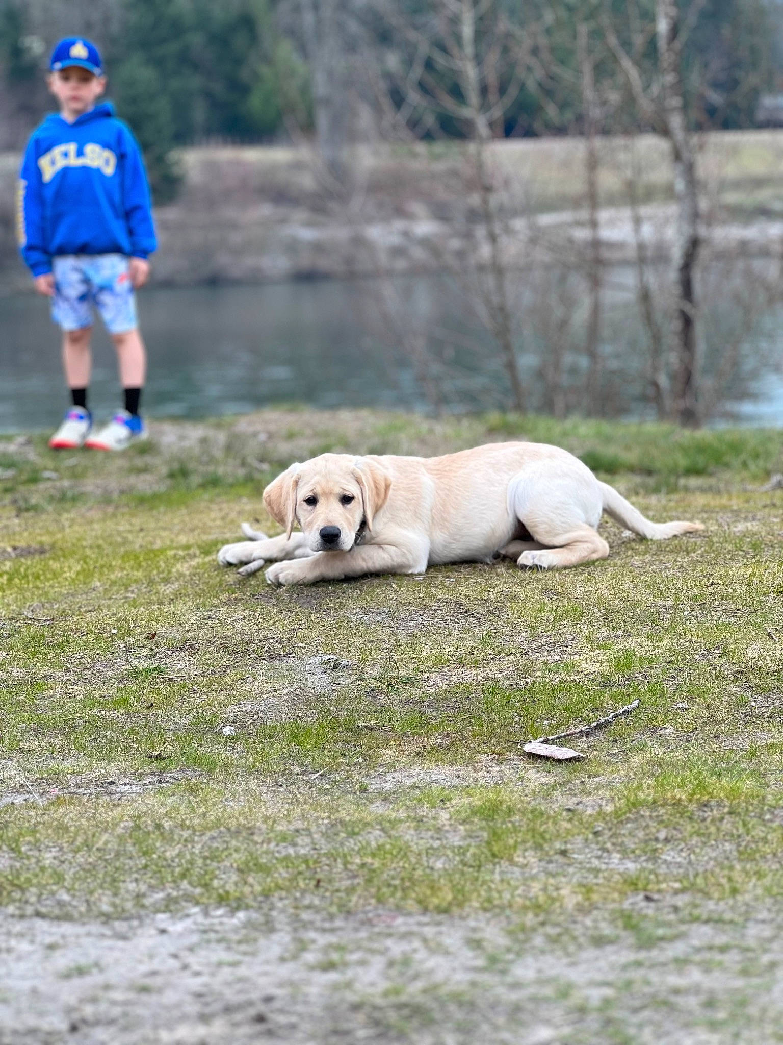 Luna is registered to the contest to win money with this photo: adventure, carnivore, companion_dog, dog, dog_breed, dog_hiking, fawn, grass, grassland, lake, landscape, recreation, retriever, shorts, sporting_group, t_shirt, tail, tree, vertebrate, water