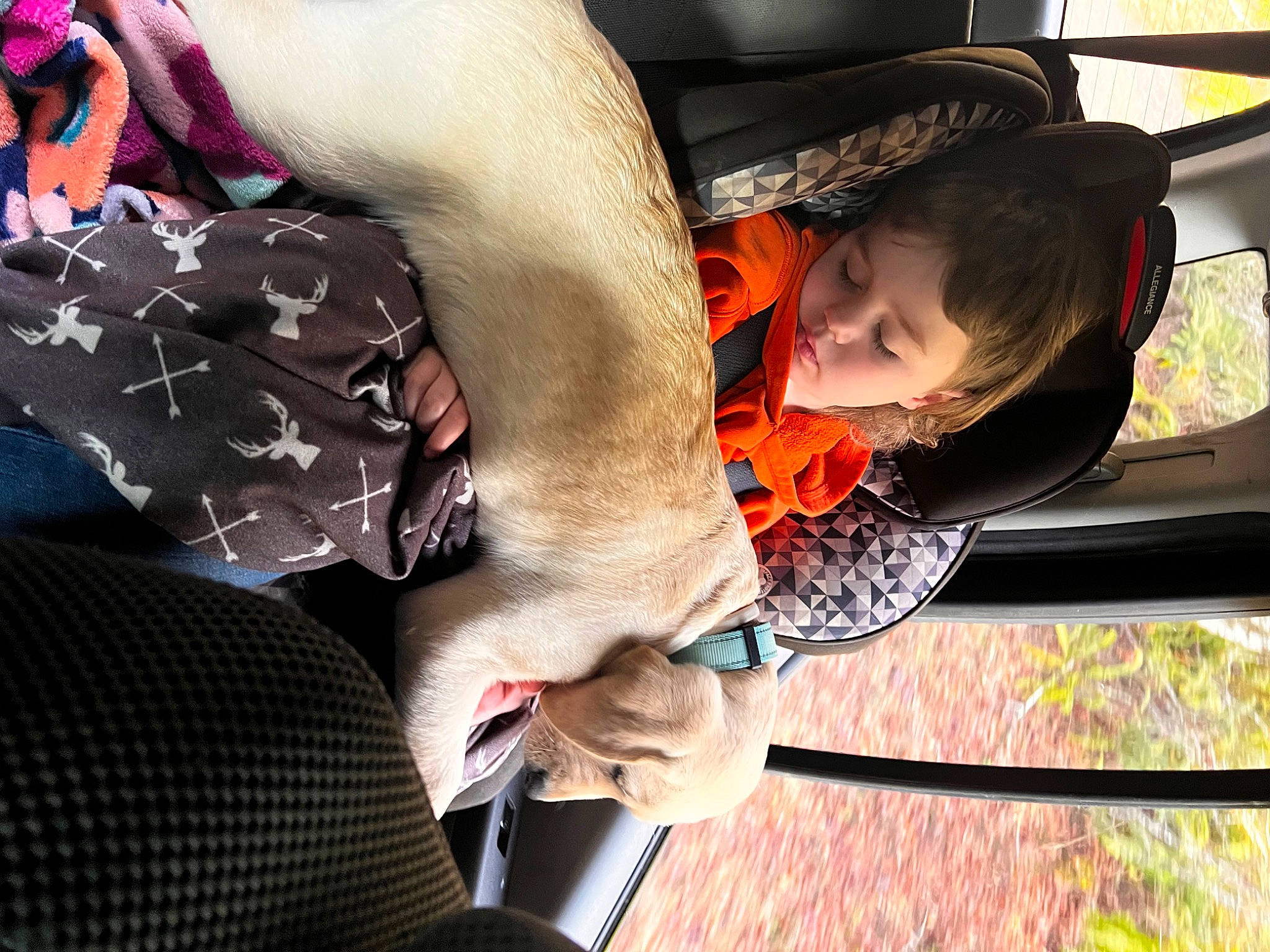 Luna is registered to the contest to win money with this photo: auto_part, baby_products, canidae, car_seat, carnivore, child, comfort, companion_dog, dog, dog_breed, family_car, fawn, fur, nap, sitting, sporting_group, toddler, tree, vehicle_door, window