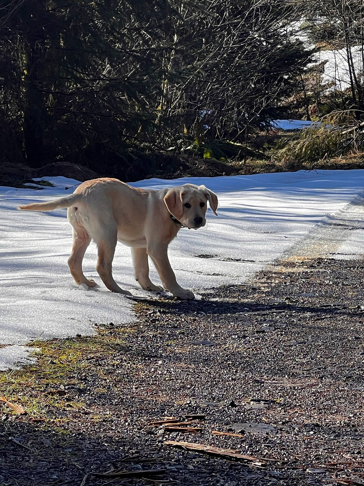 Luna is registered to the contest to win money with this photo: canidae, carnivore, companion_dog, dog, dog_breed, fawn, freezing, grass, plant, pug, road_surface, shadow, snout, snow, soil, sporting_group, tail, tree, winter, working_animal