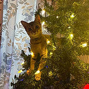 Paris joined the competition — help win amazing prizes! cat, christmas_tree, indoor, lights, curtains, decorations, playful, pet, feline, green, yellow_lights, curious, animal, holiday, home, festive, tree_branches, climbing, cute, domestic_animal
