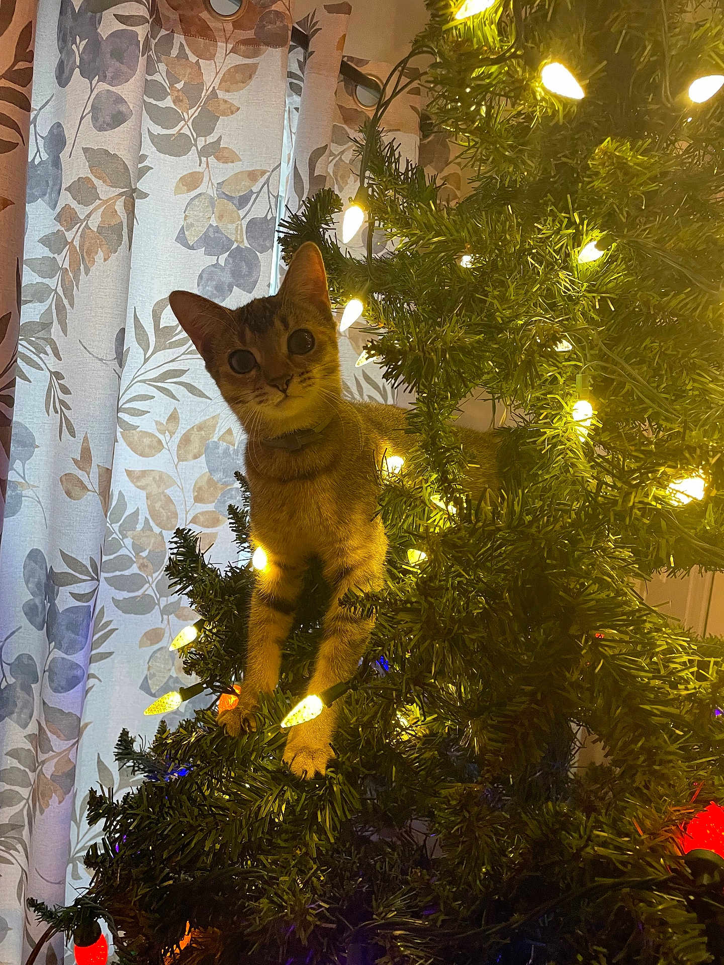 Paris joined the competition — help win amazing prizes! cat, christmas_tree, indoor, lights, curtains, decorations, playful, pet, feline, green, yellow_lights, curious, animal, holiday, home, festive, tree_branches, climbing, cute, domestic_animal