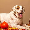 dog, white_dog, brown_patches, autumn_leaves, pumpkins, orange_pumpkins, fall, seasonal, indoor, stool, decor, cozy, tongue_out, pet, animal, laying_down, cute, fur, smiling, warm_colors