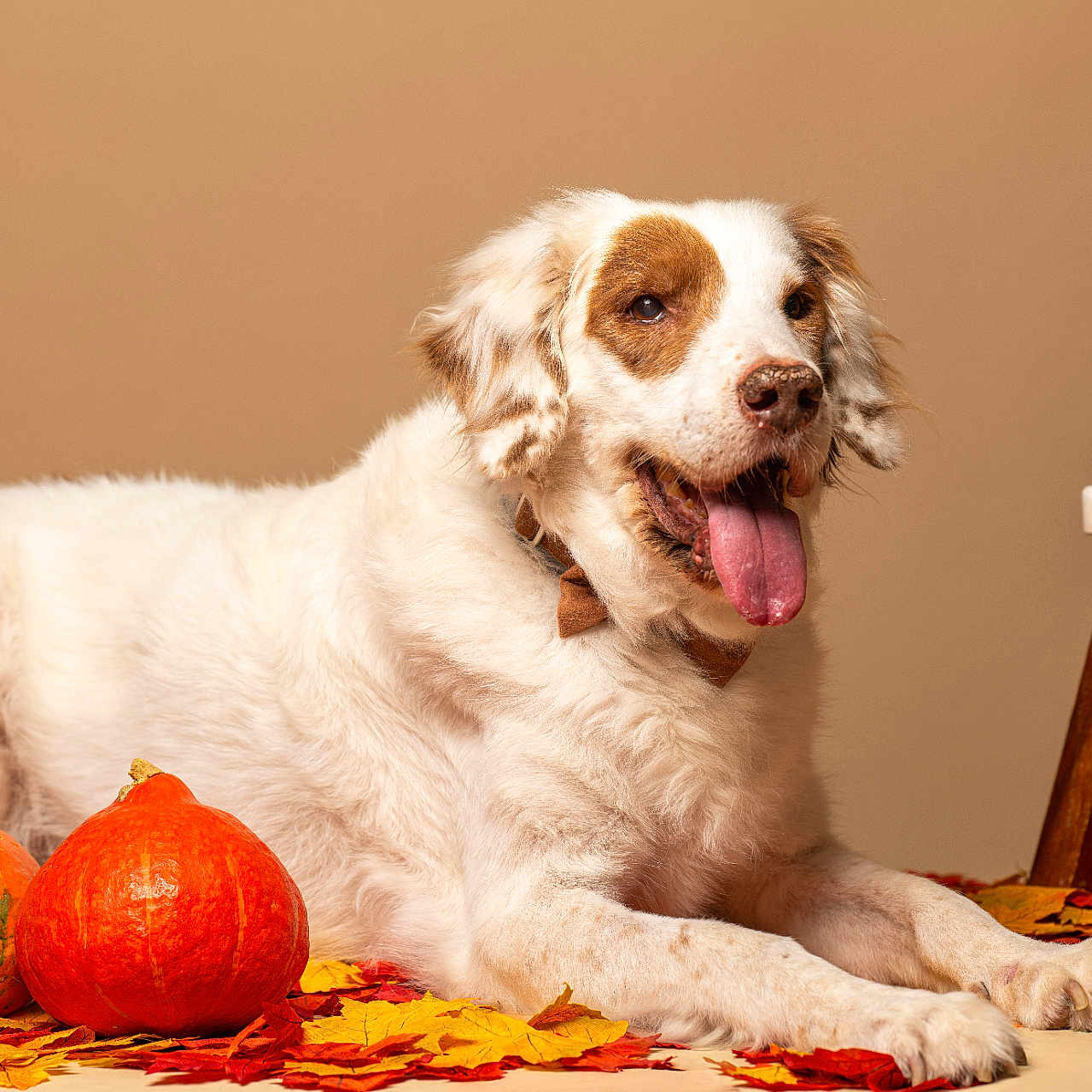 Gulliver a rejoint le concours — aidez-le/la à gagner de superbes lots ! dog, white_dog, brown_patches, autumn_leaves, pumpkins, orange_pumpkins, fall, seasonal, indoor, stool, decor, cozy, tongue_out, pet, animal, laying_down, cute, fur, smiling, warm_colors