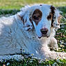 Gulliver participe au concours pour gagner de l'argent avec cette photo : dog, white_dog, brown_patches, lying_down, grass, daisies, flowers, outdoor, nature, sunlight, pet, animal, fur, relaxed, closeup, mammal, canine, garden, spring, daytime
