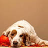 Gulliver participe au concours pour gagner de l'argent avec cette photo : dog, white_dog, brown_spots, pumpkin, orange_pumpkin, fall_leaves, autumn, lying_down, resting, indoor, warm_lighting, cozy, decor, table, wooden_chair, pet, animal, calm, still_life, background