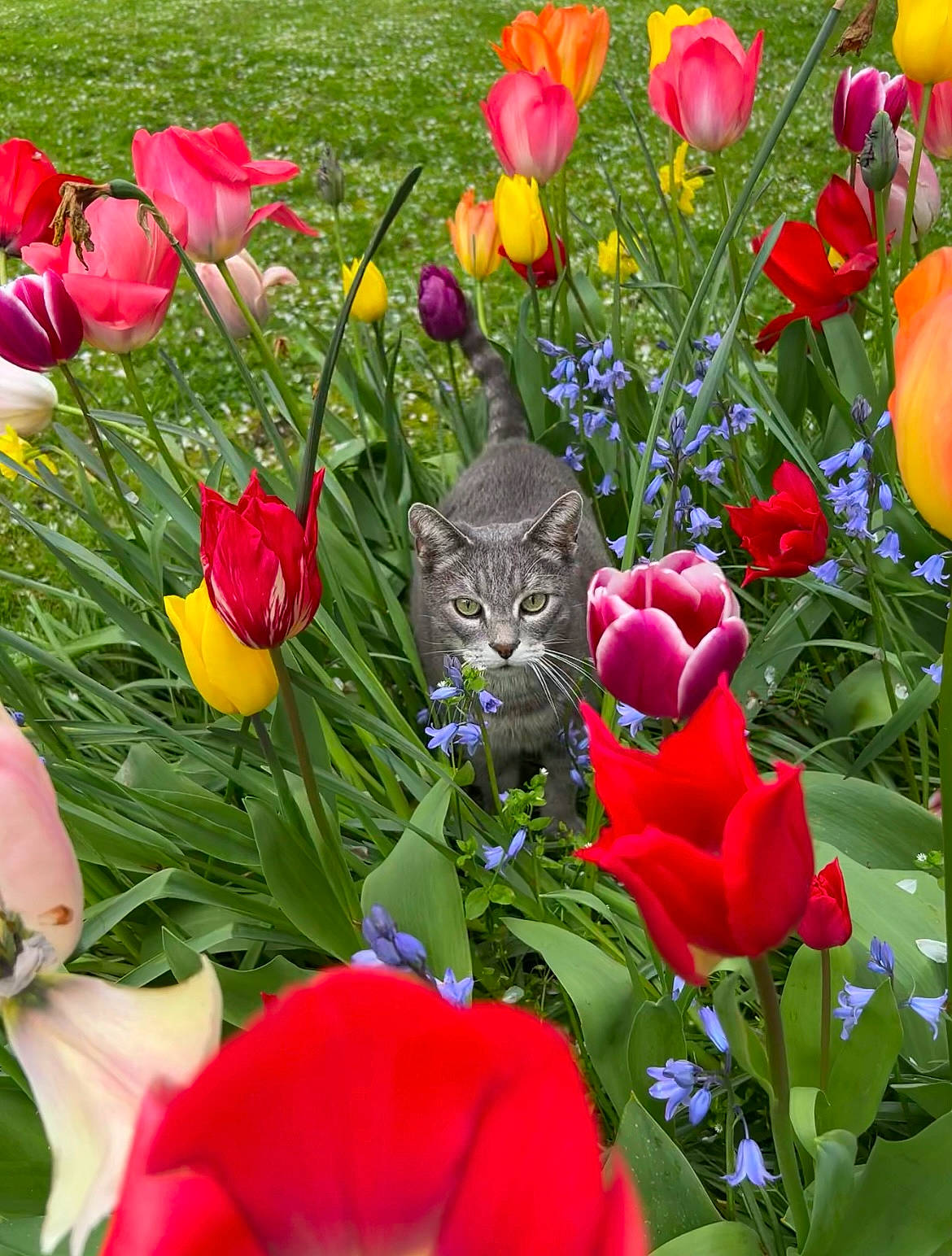 Filou a rejoint le concours — aidez-le/la à gagner de superbes lots ! annual_plant, beauty, botany, ecoregion, flower, flowering_plant, grass, green, groundcover, herbaceous_plant, landscape, leaf, meadow, natural_environment, natural_landscape, nature, petal, plant, red, vegetation