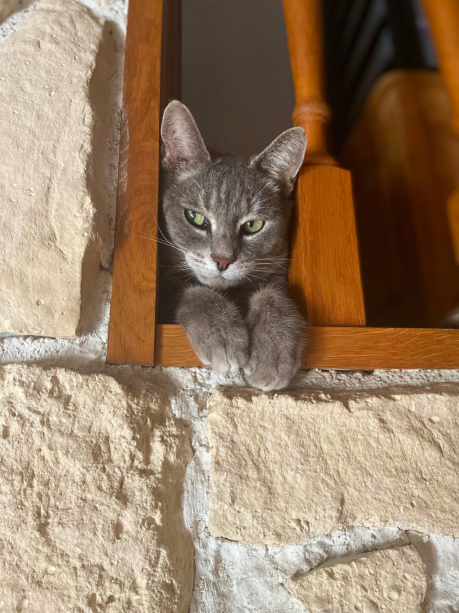 Filou a rejoint le concours — aidez-le/la à gagner de superbes lots ! art, carnivore, cat, concrete, domestic_short_haired_cat, facade, fawn, felidae, grey, paw, sculpture, sitting, small_to_medium_sized_cats, snout, tail, whiskers, window, wood