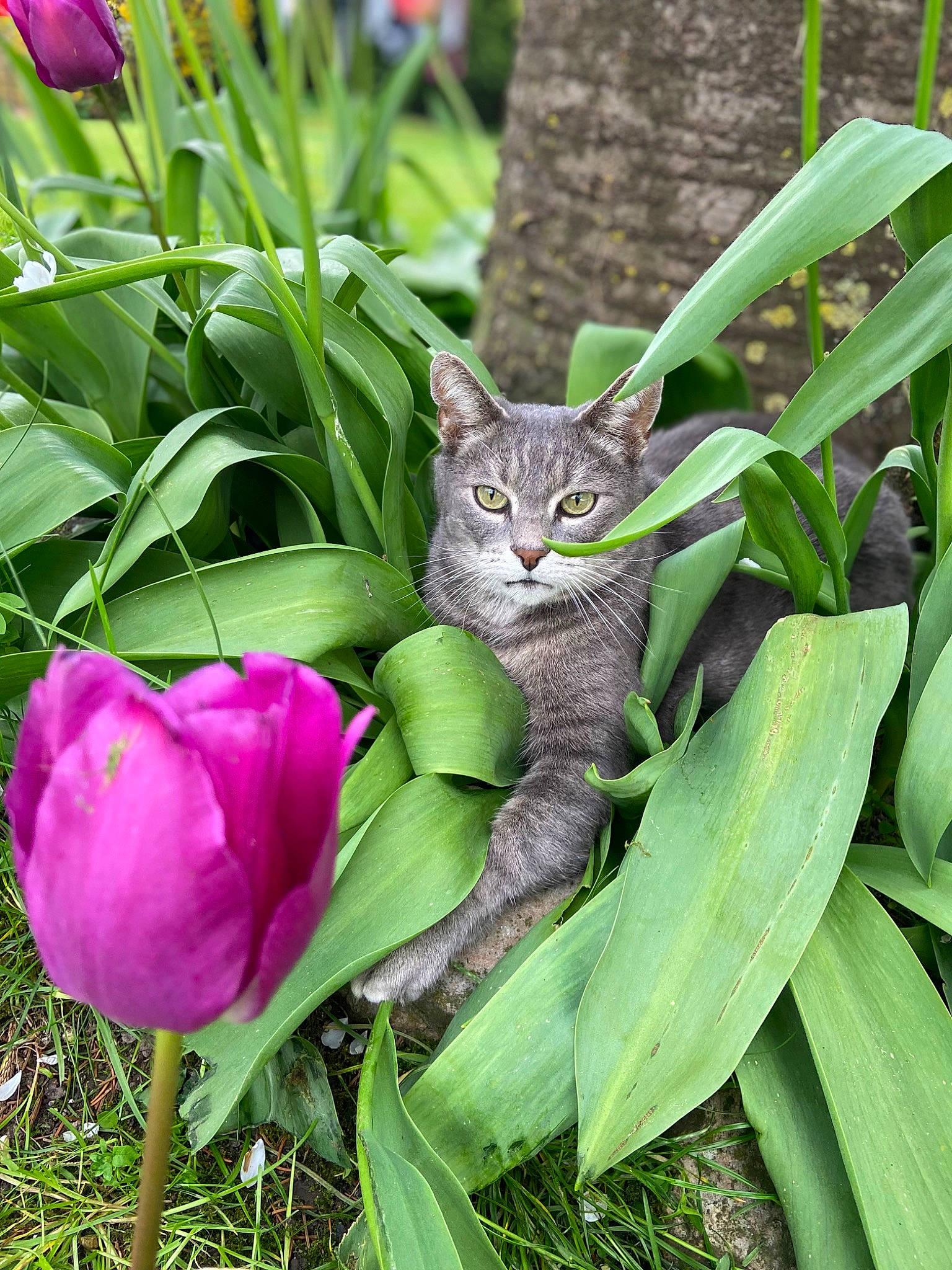 Filou a rejoint le concours — aidez-le/la à gagner de superbes lots ! botany, carnivore, cat, felidae, flower, flowering_plant, grass, groundcover, herbaceous_plant, leaf, magenta, petal, plant, plant_stem, small_to_medium_sized_cats, terrestrial_animal, terrestrial_plant, vegetation, whiskers, wildlife