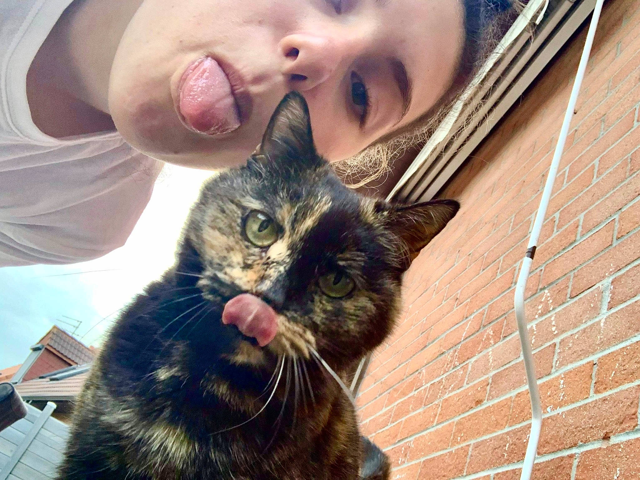 Lisette a rejoint le concours — aidez-le/la à gagner de superbes lots ! beauty, carnivore, cat, ear, eye, eyelash, felidae, fur, gesture, happy, mammal, nose, organ, photograph, skin, small_to_medium_sized_cats, snapshot, snout, vertebrate, whiskers