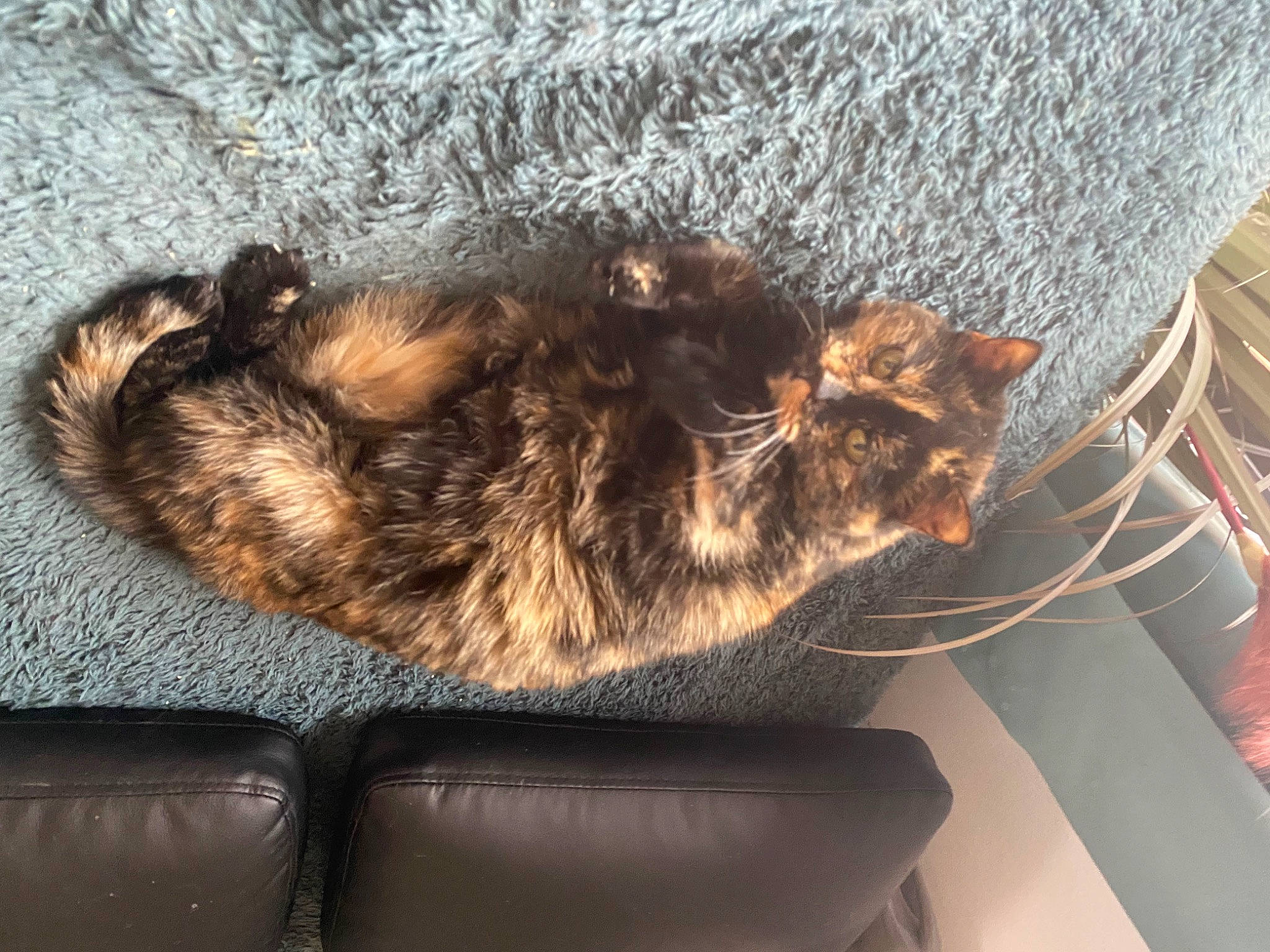 Lisette participe au concours pour gagner de l'argent avec cette photo : canidae, carnivore, cat, claw, comfort, companion_dog, dog_breed, domestic_short_haired_cat, fawn, felidae, fur, nap, paw, sleep, small_to_medium_sized_cats, snout, sporting_group, tail, terrestrial_animal, whiskers