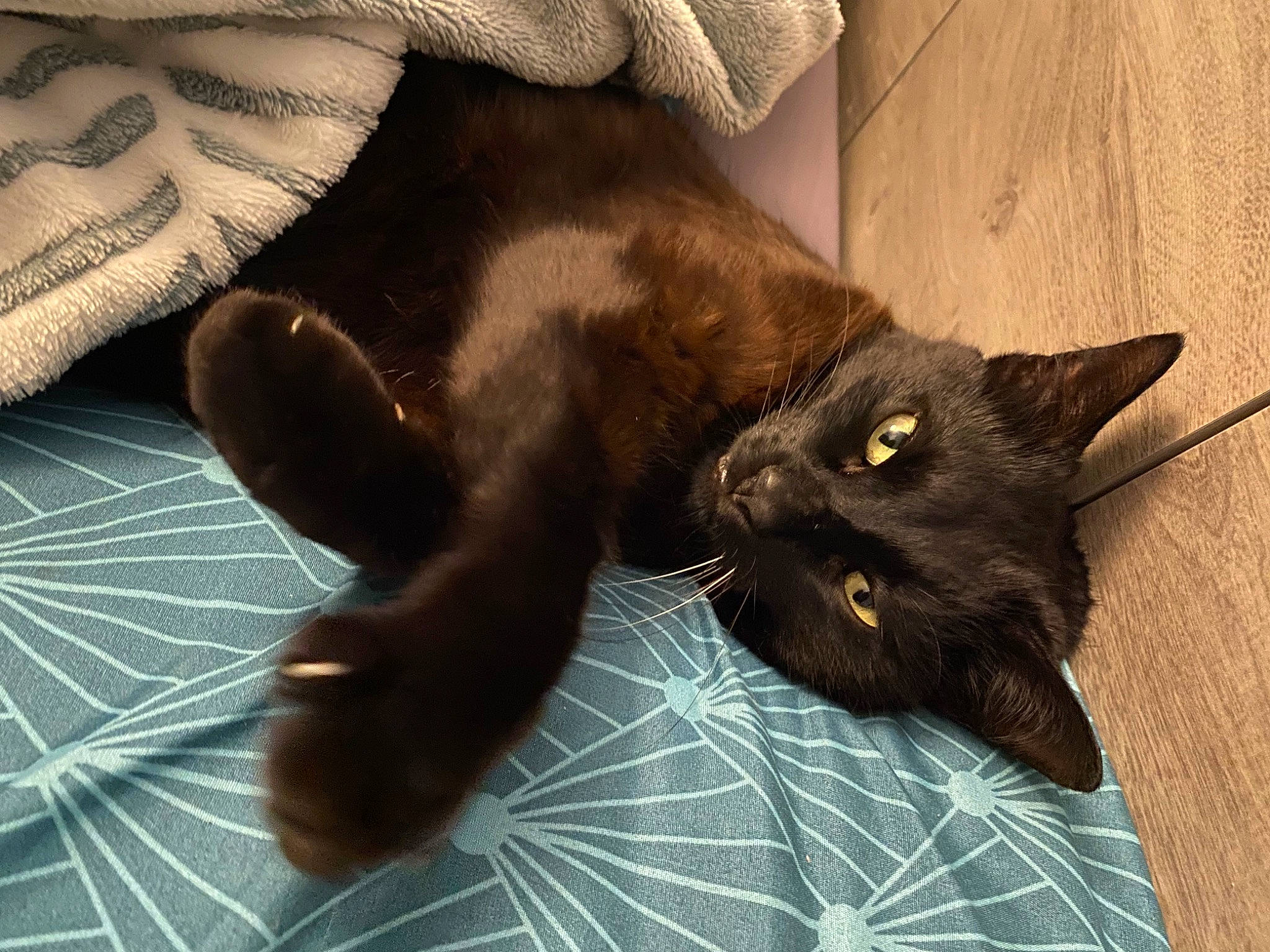 Trio participe au concours pour gagner de l'argent avec cette photo : black_cat, bombay, carnivore, cat, claw, comfort, domestic_short_haired_cat, felidae, foot, fur, grey, havana_brown, liver, mammal, plant, small_to_medium_sized_cats, snout, tail, terrestrial_animal, whiskers