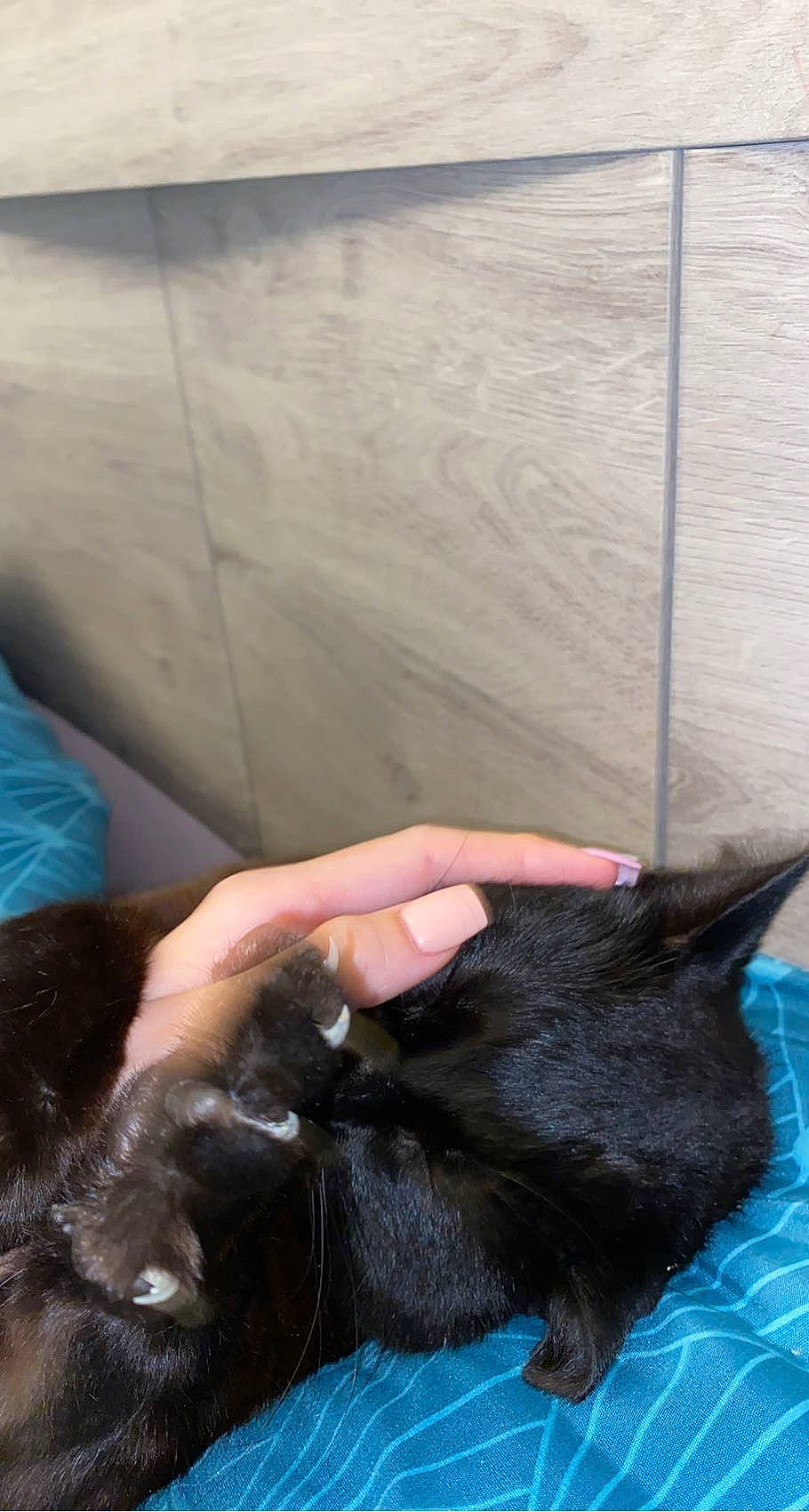 Trio participe au concours pour gagner de l'argent avec cette photo : black_cat, canidae, carnivore, cat, claw, comfort, companion_dog, dog_breed, domestic_short_haired_cat, ear, felidae, flooring, fur, gesture, small_to_medium_sized_cats, snout, sporting_group, tail, vertebrate, whiskers