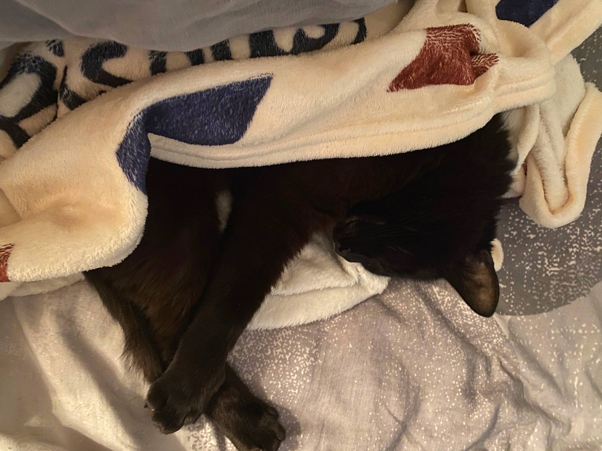 Trio participe au concours pour gagner de l'argent avec cette photo : bag, canidae, carnivore, comfort, companion_dog, dog, dog_breed, fawn, felidae, fur, human_leg, linens, sleeve, small_to_medium_sized_cats, snout, sporting_group, tail, tints_and_shades, whiskers, working_animal