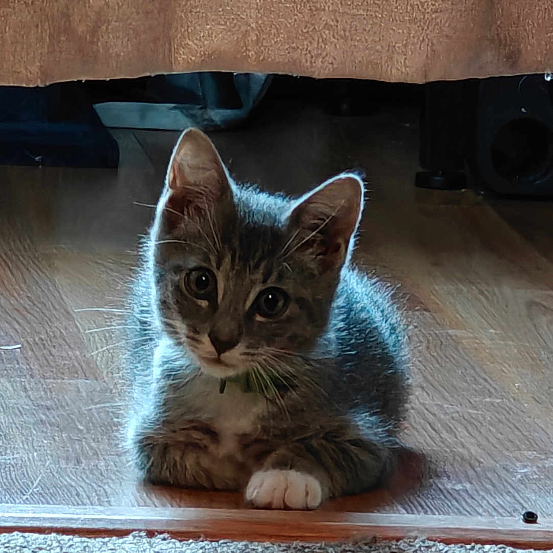 Din Din is registered to the contest to win money with this photo: abyssinian, animal, architecture, building, cat, couch, furniture, hardwood, homedecor, indoors, kitten, livingroom, manx, pet, plywood, room, shelf, wood