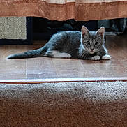 Din Din joined the competition — help win amazing prizes! abyssinian, animal, cat, couch, curtain, furniture, hardwood, homedecor, indoors, kitten, linen, manx, pet, plywood, siamese, windowshade, wood