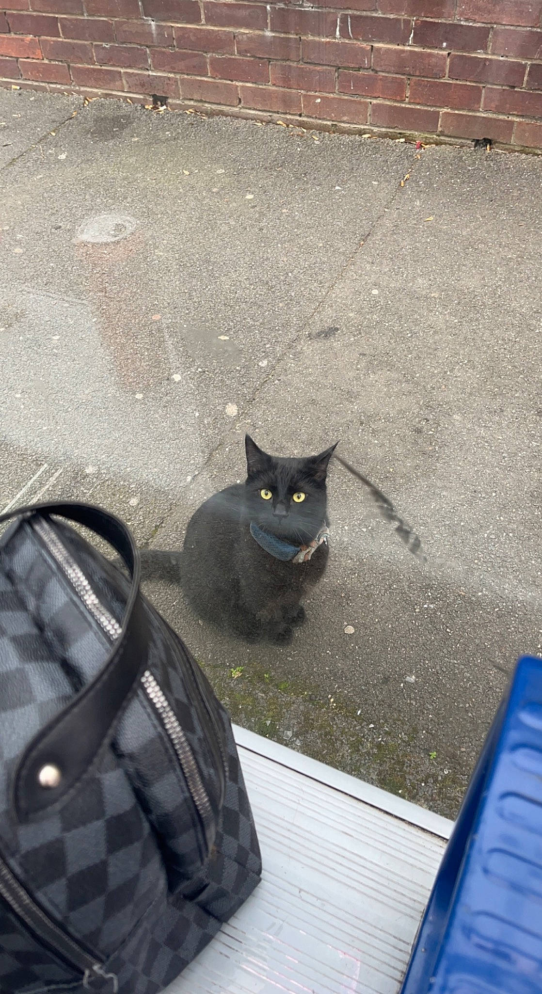 Albie joined the competition — help win amazing prizes! asphalt, automotive_tire, blue, carnivore, cat, felidae, floor, flooring, grass, grey, plant, road_surface, sidewalk, small_to_medium_sized_cats, snout, tail, tints_and_shades, wall, whiskers, wood