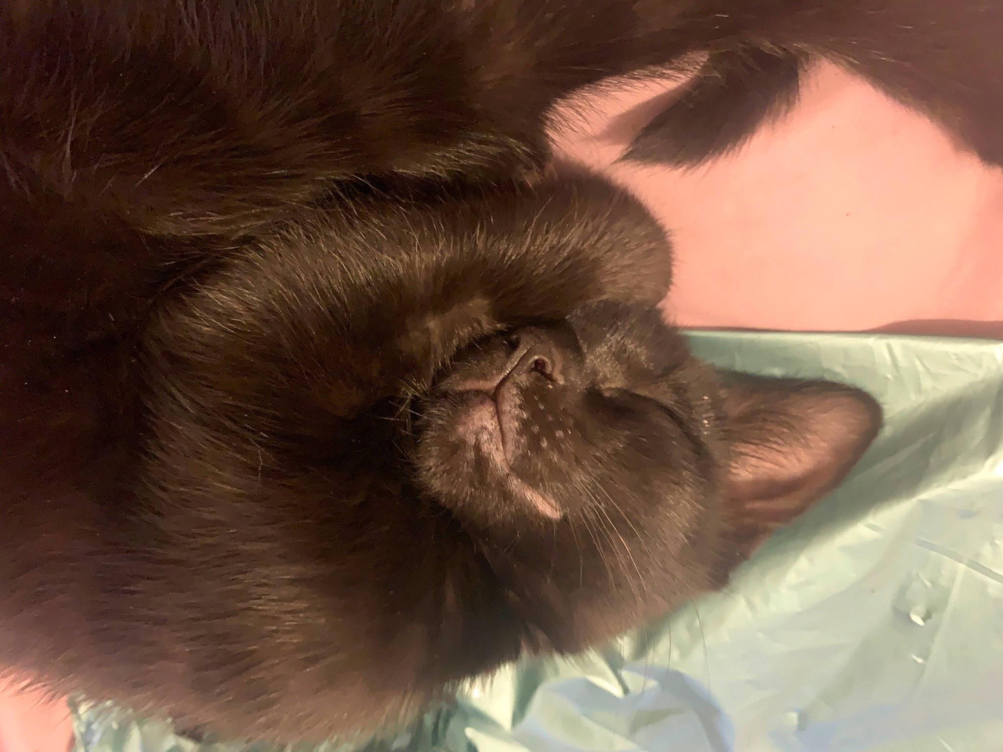 Albie is registered to the contest to win money with this photo: carnivore, cat, claw, comfort, companion_dog, dog_breed, ear, fawn, felidae, fur, gesture, liver, nap, small_to_medium_sized_cats, snout, sporting_group, tail, terrestrial_animal, whiskers, wrinkle