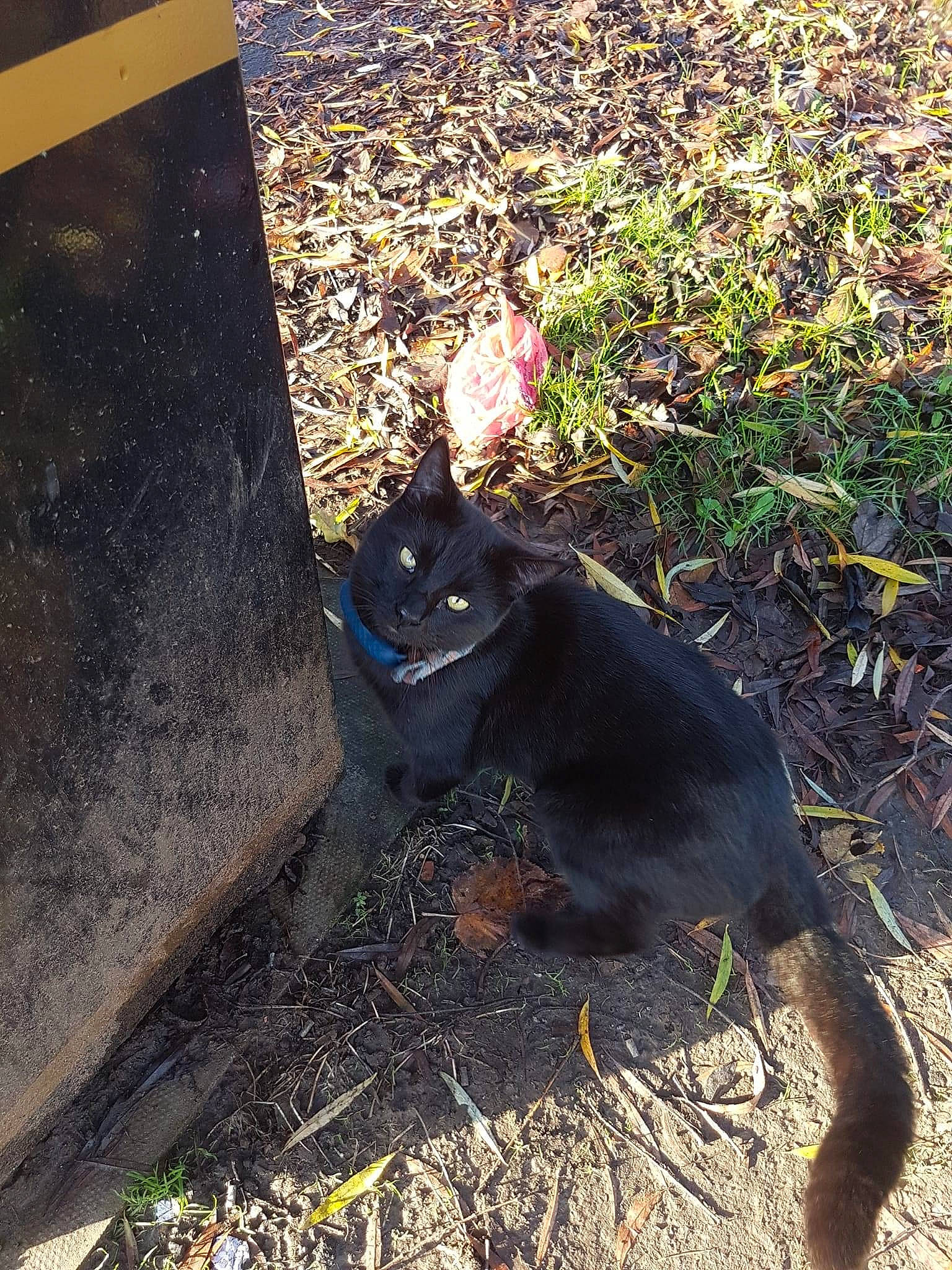 Albie joined the competition — help win amazing prizes! asphalt, black_cat, bombay, carnivore, cat, domestic_short_haired_cat, felidae, fur, grass, groundcover, plant, road_surface, shadow, small_to_medium_sized_cats, soil, tail, terrestrial_animal, tints_and_shades, whiskers, wood