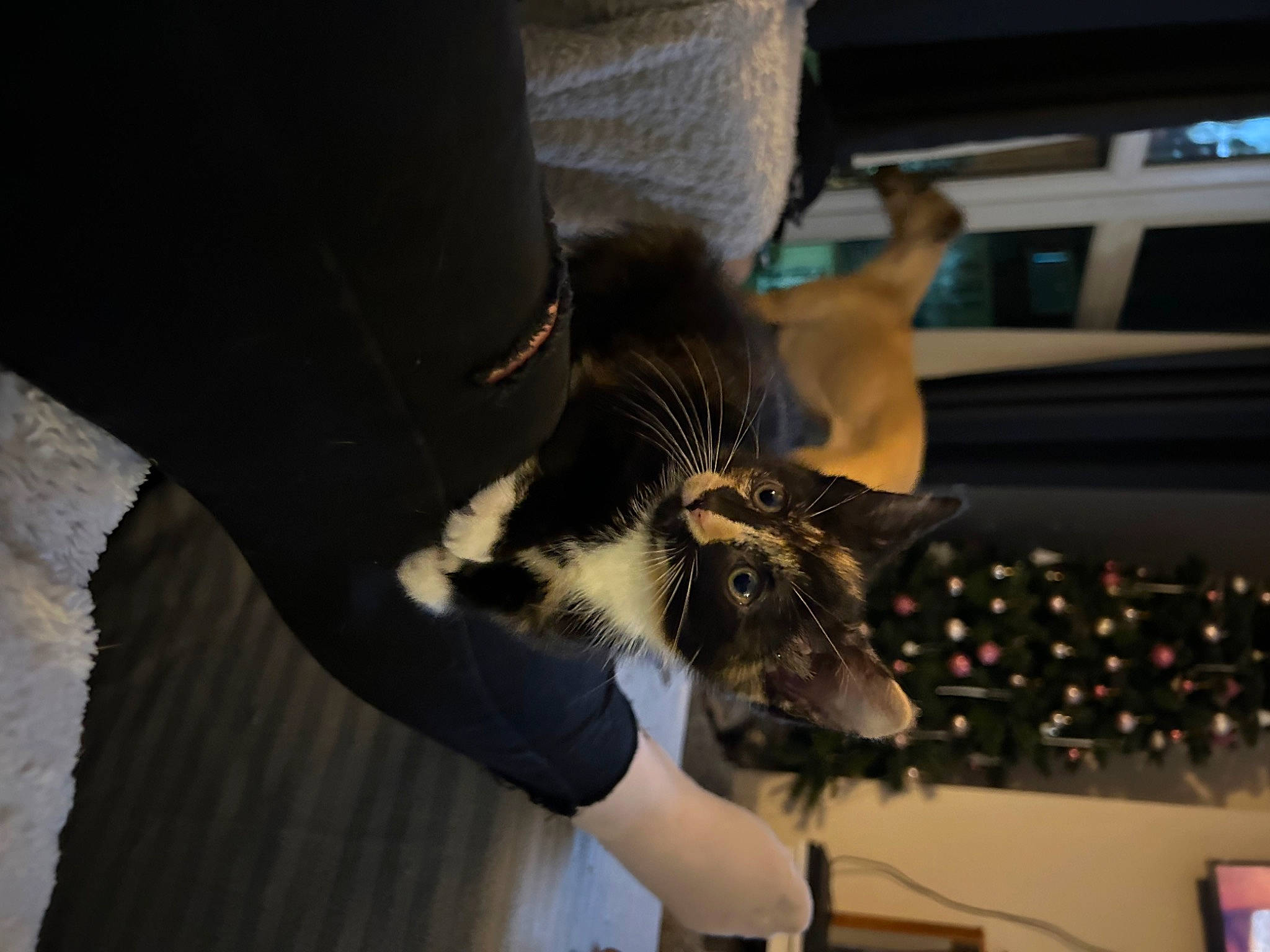 Callie is registered to the contest to win money with this photo: canidae, cat, claw, domestic_short_haired_cat, elbow, fashion_design, feather, felidae, fur, gesture, human_leg, small_to_medium_sized_cats, sporting_group, tail, whiskers, wing