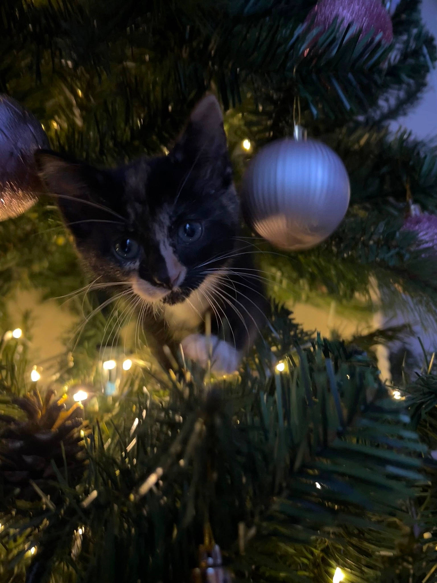Callie is registered to the contest to win money with this photo: branch, carnivore, cat, christmas, christmas_decoration, christmas_ornament, christmas_tree, conifer, electric_blue, event, evergreen, felidae, grass, holiday, holiday_ornament, light, organism, ornament, whiskers, woody_plant