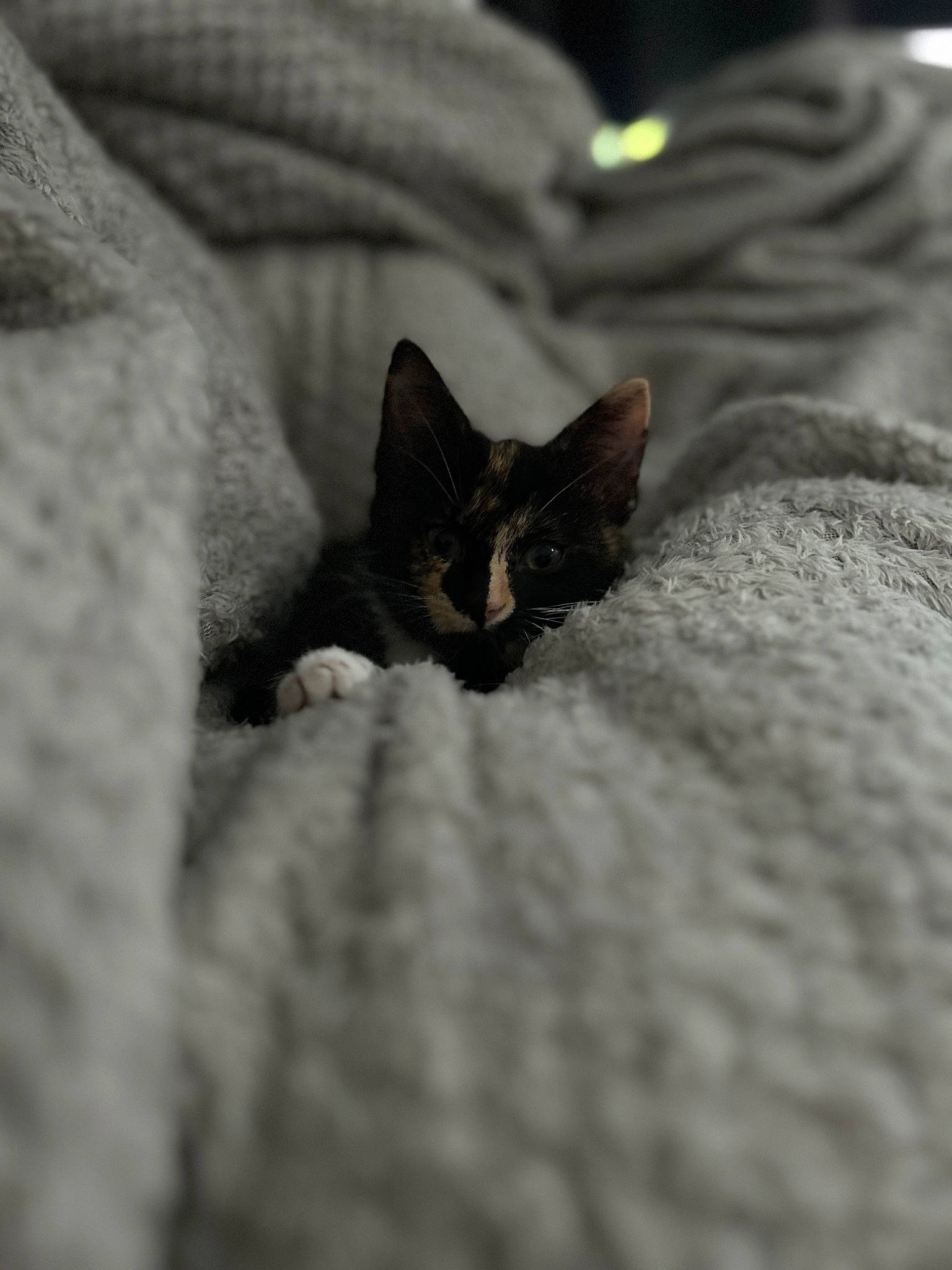 Callie is registered to the contest to win money with this photo: carnivore, cat, claw, close_up, comfort, domestic_short_haired_cat, felidae, fur, grey, human_body, linens, macro_photography, monochrome, monochrome_photography, small_to_medium_sized_cats, snout, terrestrial_animal, textile, whiskers, wildlife