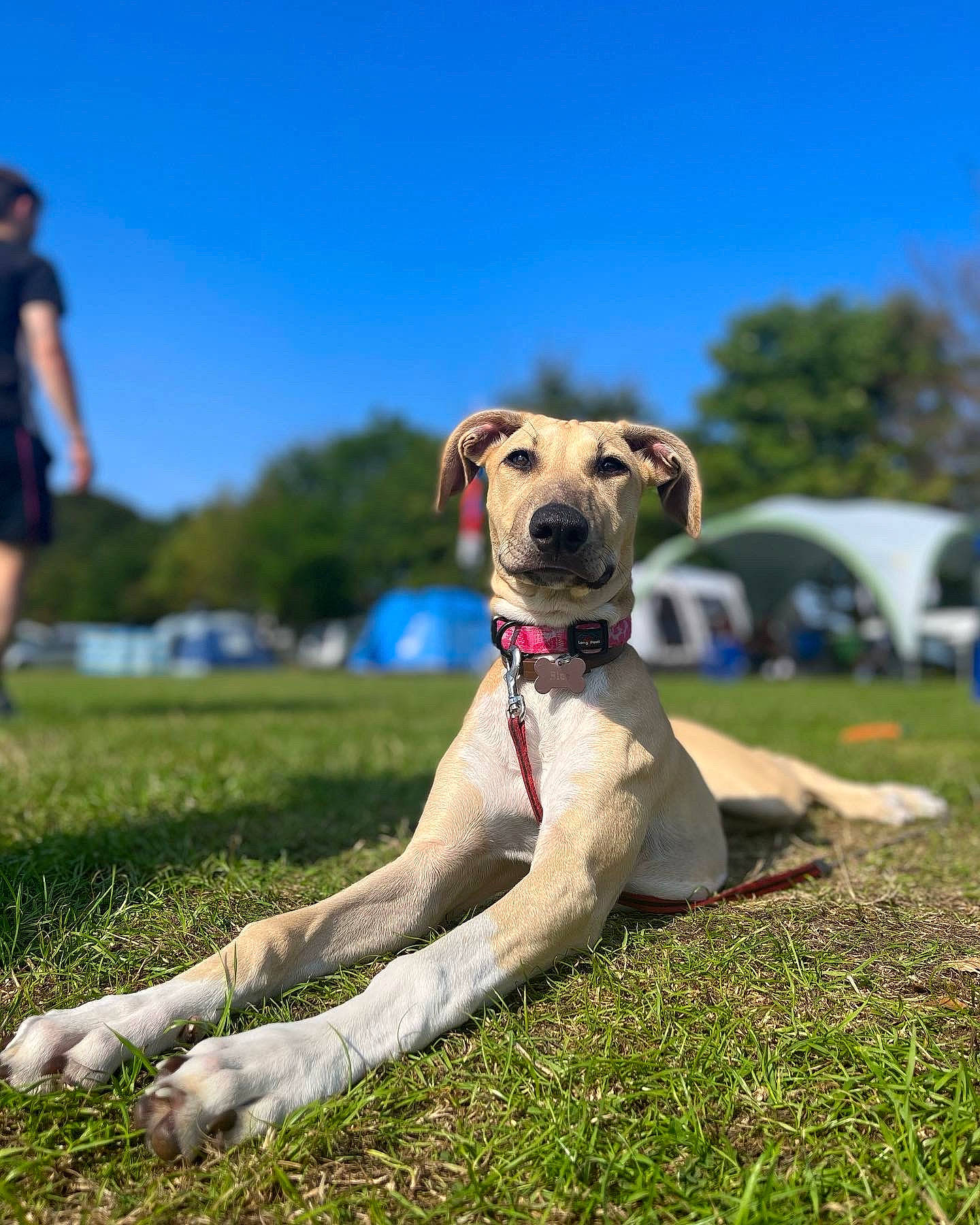 Blue is registered to the contest to win money with this photo: canidae, carnivore, collar, companion_dog, dog, dog_breed, dog_collar, fawn, grass, recreation, shorts, sighthound, sky, snout, sporting_group, sports, tent, tree, working_animal, working_dog
