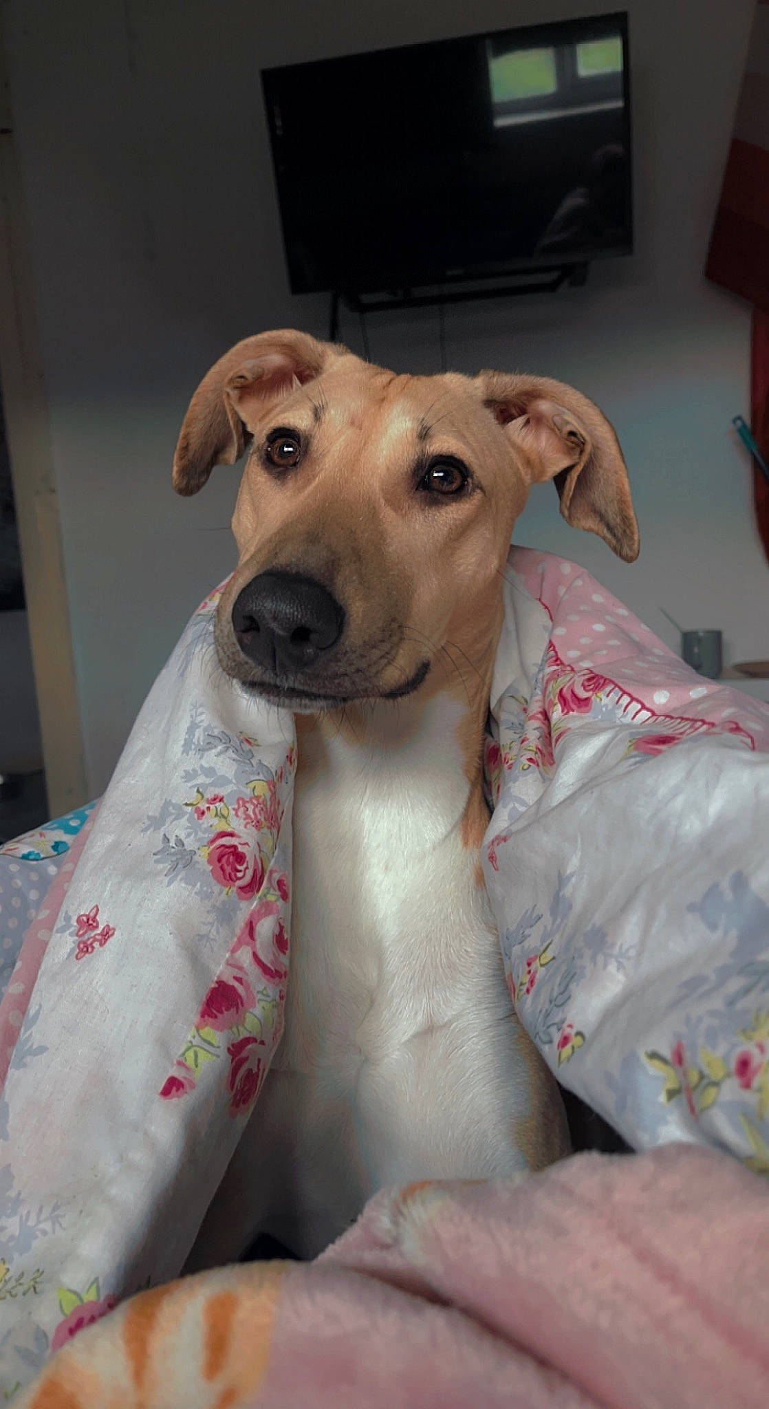 Blue joined the competition — help win amazing prizes! canidae, carnivore, collar, companion_dog, dog, dog_breed, dog_collar, dog_supply, ear, fawn, magyar_agar, non_sporting_group, pet_supply, rampur_greyhound, sighthound, snout, sporting_group, terrestrial_animal, whiskers, working_animal