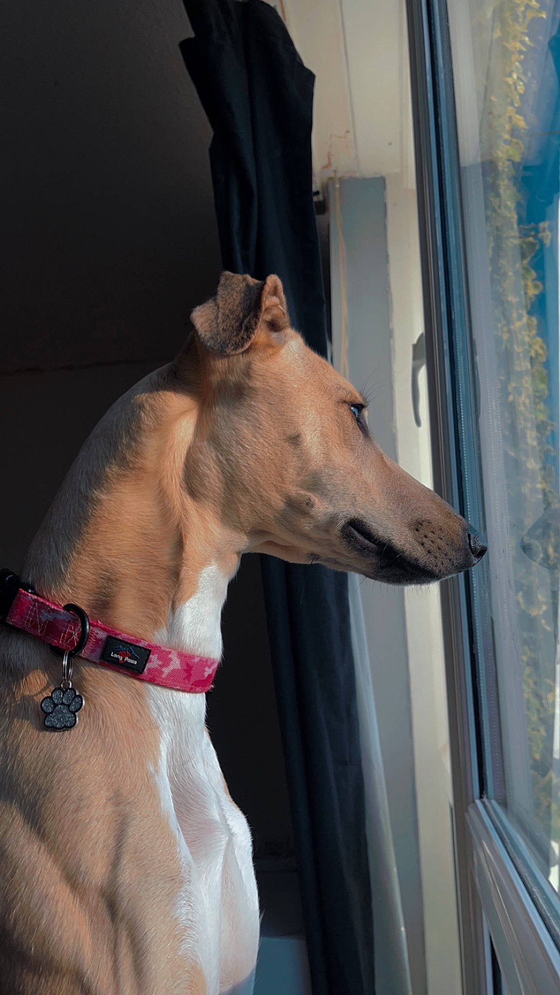 Blue is registered to the contest to win money with this photo: canidae, carnivore, collar, companion_dog, dog, dog_breed, dog_collar, dog_supply, event, fashion_accessory, fawn, formal_wear, non_sporting_group, pet_supply, sighthound, sleeve, snout, sporting_group, terrestrial_animal, working_animal