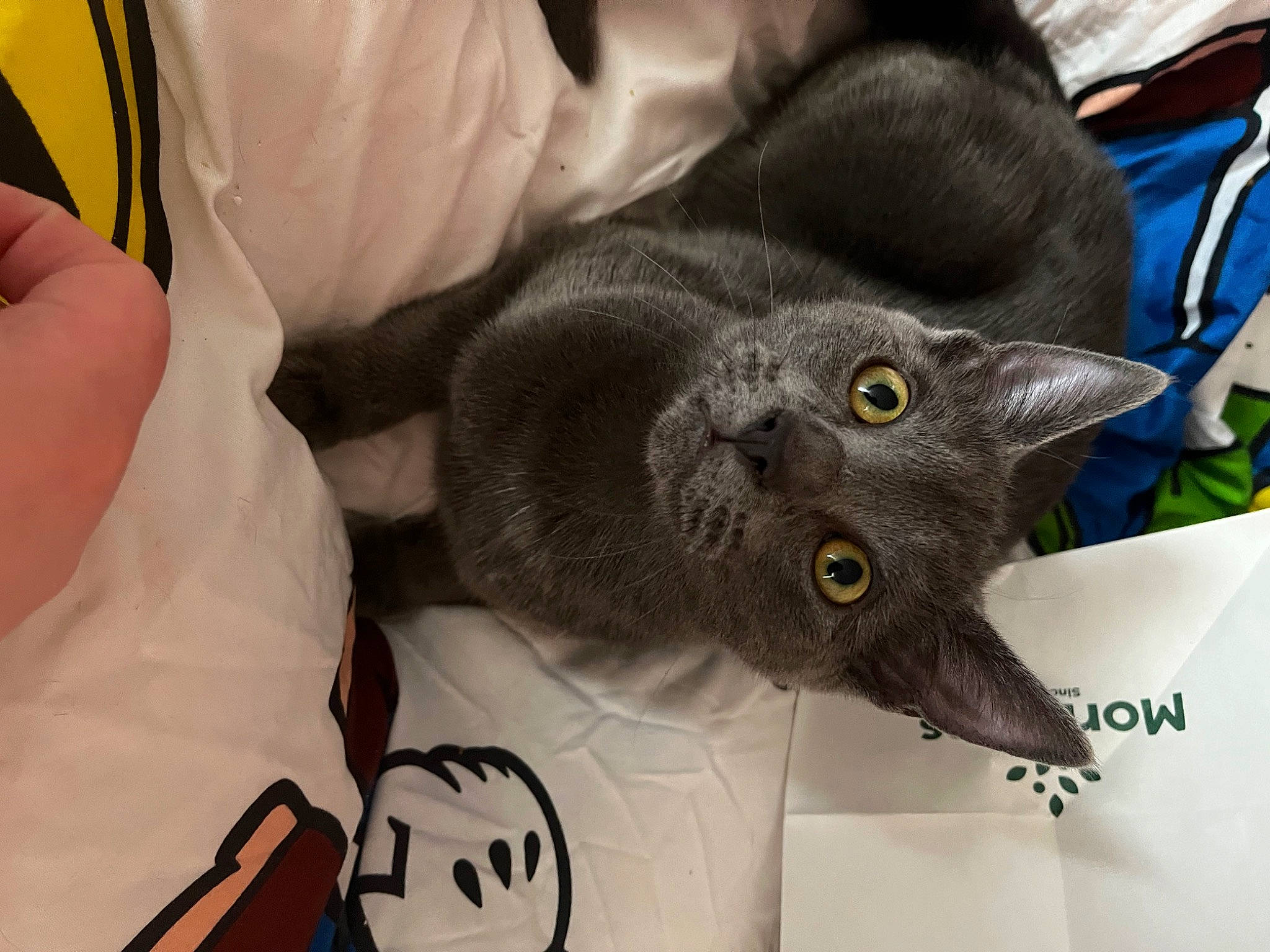 Bailey joined the competition — help win amazing prizes! black_cat, carnivore, cat, comfort, domestic_short_haired_cat, ear, felidae, fur, grey, plant, russian_blue, small_to_medium_sized_cats, snout, tail, whiskers