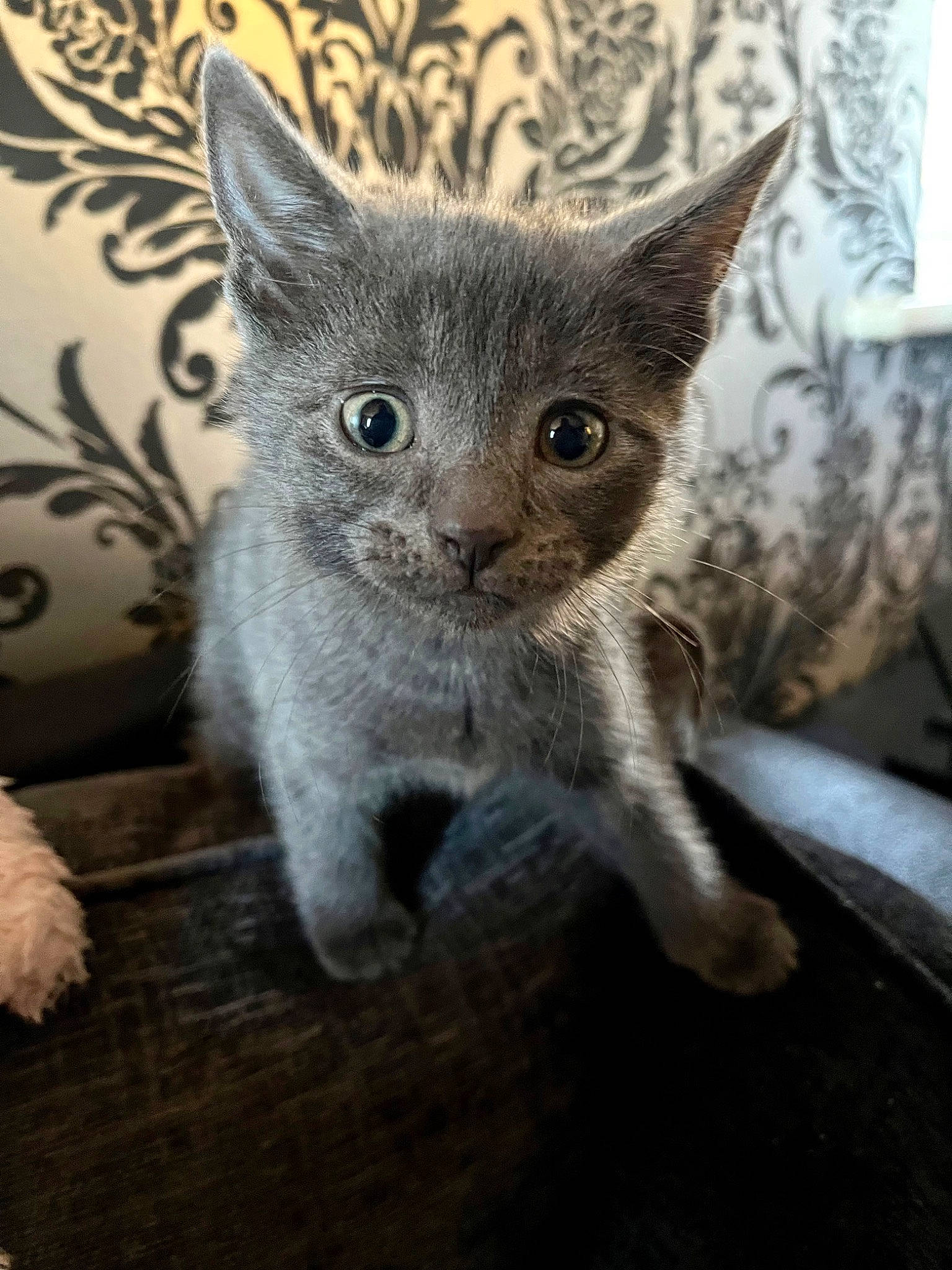 Bailey joined the competition — help win amazing prizes! carnivore, cat, comfort, curtain, domestic_short_haired_cat, ear, eye, felidae, fur, grey, paw, russian_blue, sitting, small_to_medium_sized_cats, snout, tail, whiskers, window