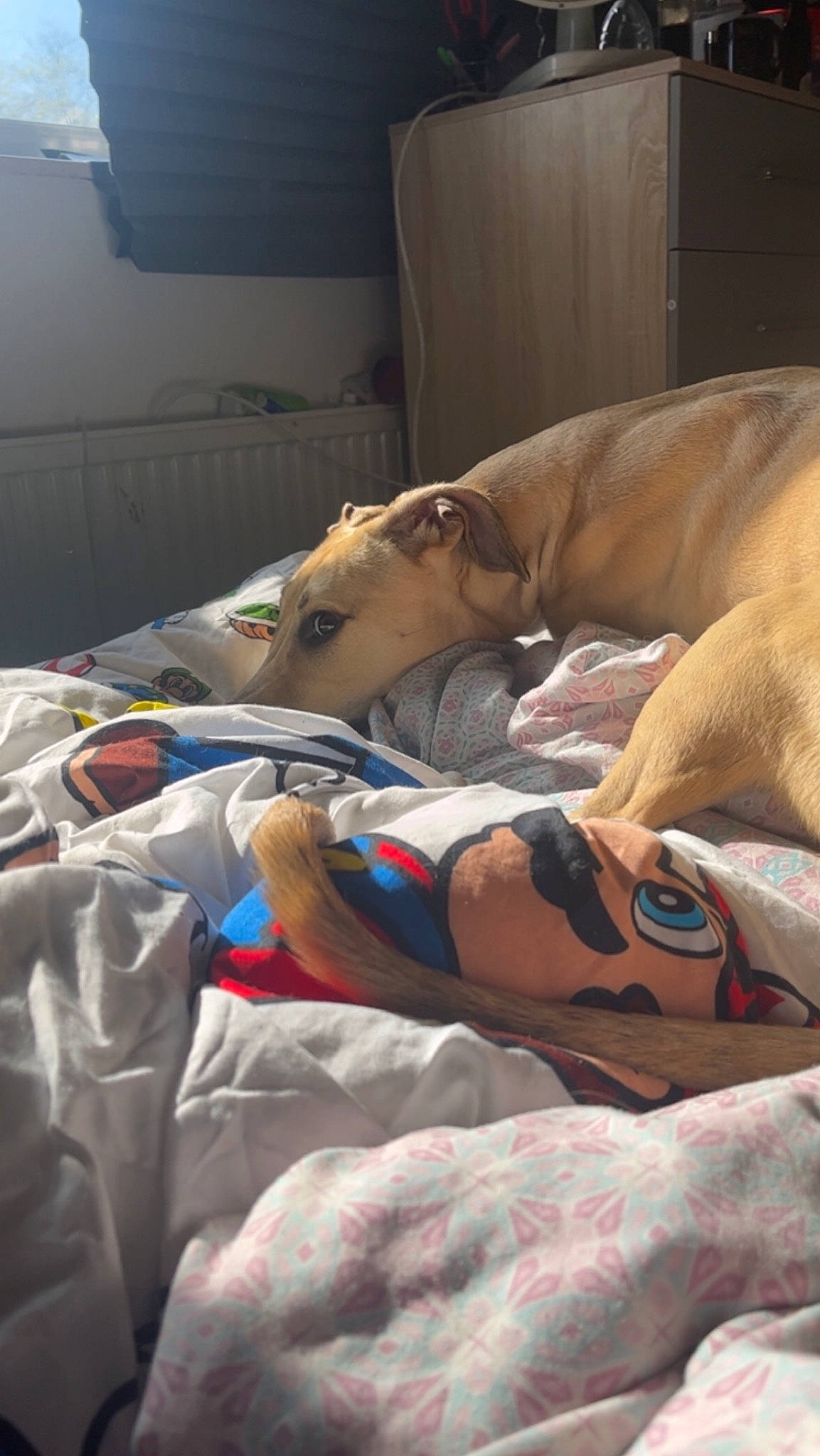 Bailey is registered to the contest to win money with this photo: bed, bed_sheet, bedding, bedtime, blanket, comfort, companion_dog, dog, event, fur, human_leg, linens, nap, room, service, sleep, wood, wrinkle