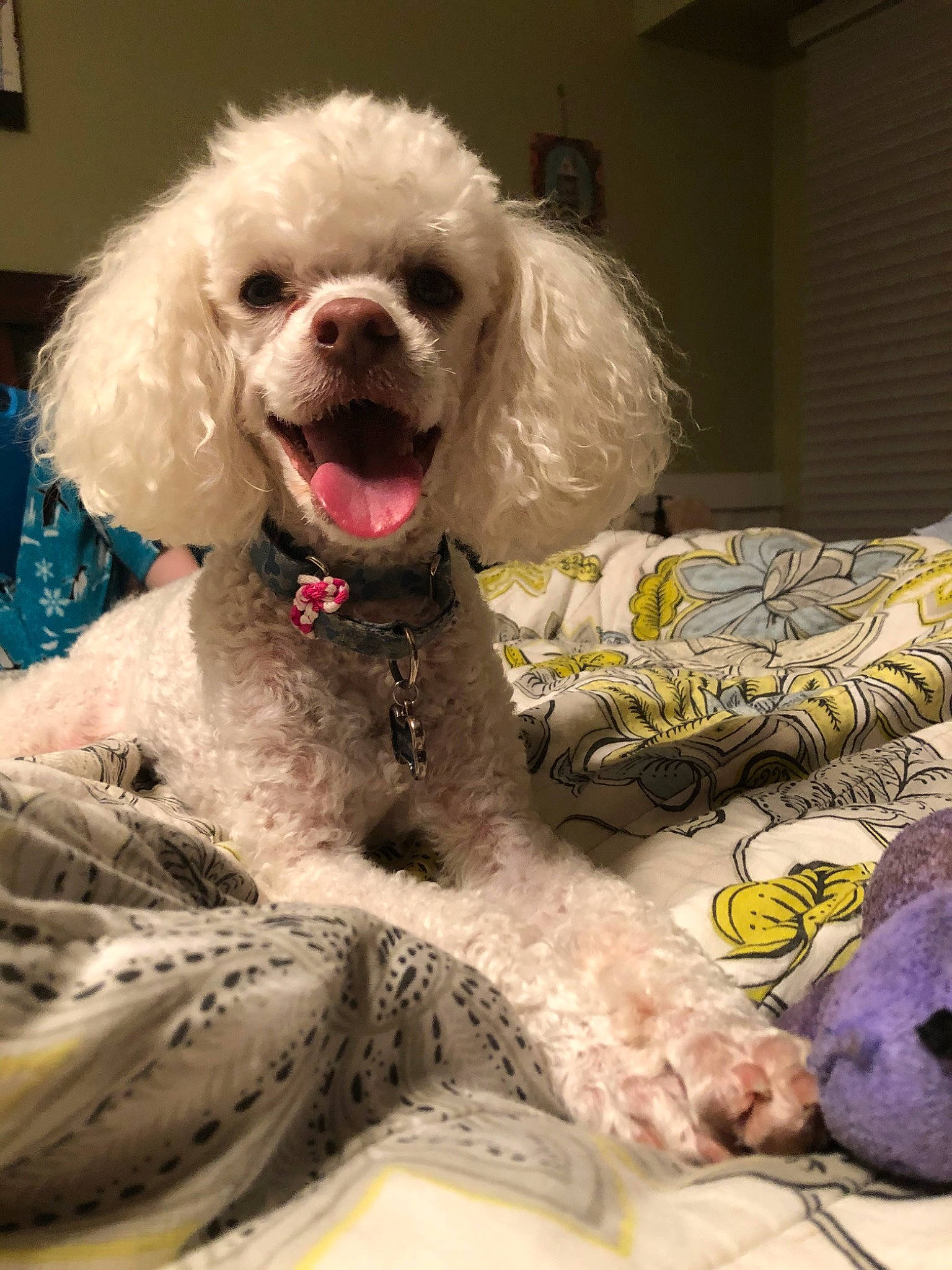 Watson is registered to the contest to win money with this photo: bolonka, canidae, carnivore, companion_dog, dog, dog_breed, dog_clothes, maltepoo, mammal, miniature_poodle, non_sporting_group, nose, poodle, poodle_crossbreed, puppy, snout, sporting_group, toy_dog, toy_poodle, vertebrate