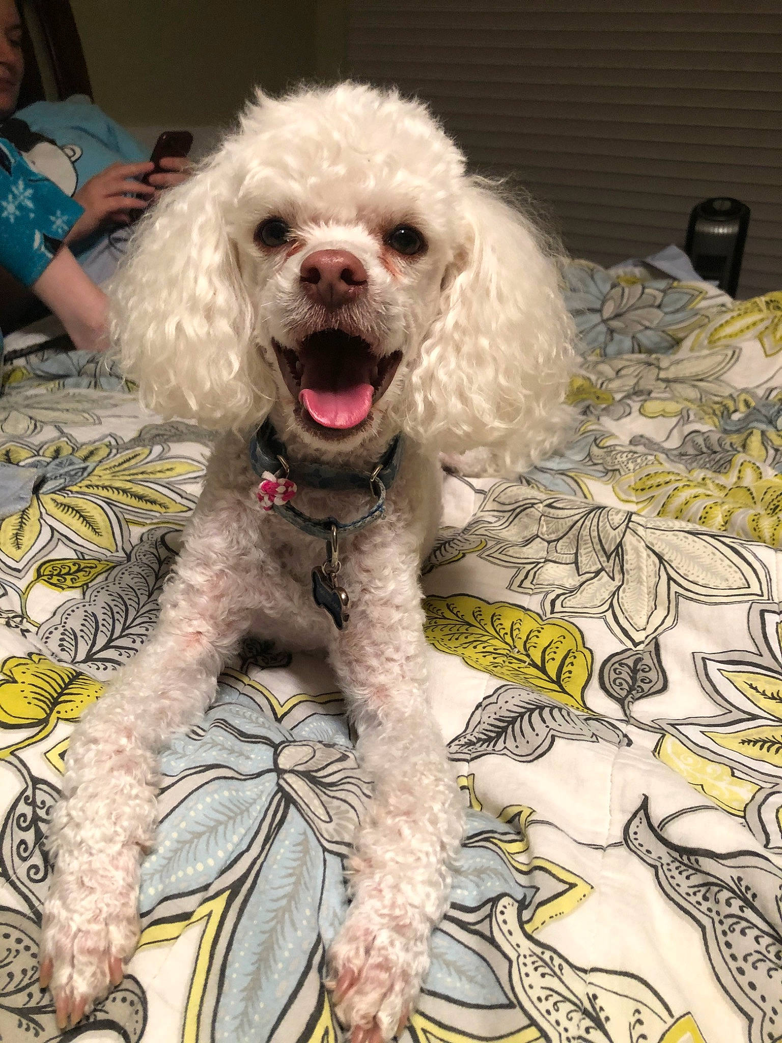 Watson is registered to the contest to win money with this photo: bolonka, canidae, carnivore, companion_dog, dog, dog_breed, maltepoo, mammal, miniature_poodle, non_sporting_group, poodle, poodle_crossbreed, puppy, rare_breed_dog, snout, sporting_group, standard_poodle, toy_dog, toy_poodle, vertebrate